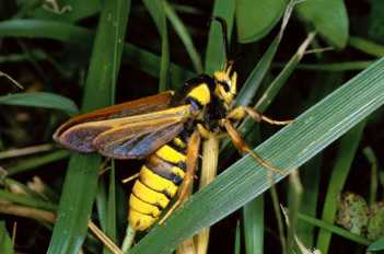 Sesia apiformis - оса бабочка, насекомое