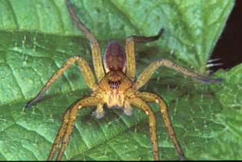 Dolomedes fimbriatus, паук