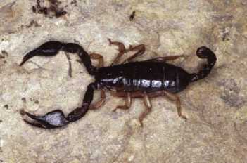 Скорпион Euscorpius italicus