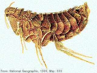Flea - habitus