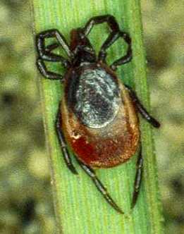 , Ixodes ricinus