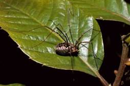 Harvestman, Mitopus morio